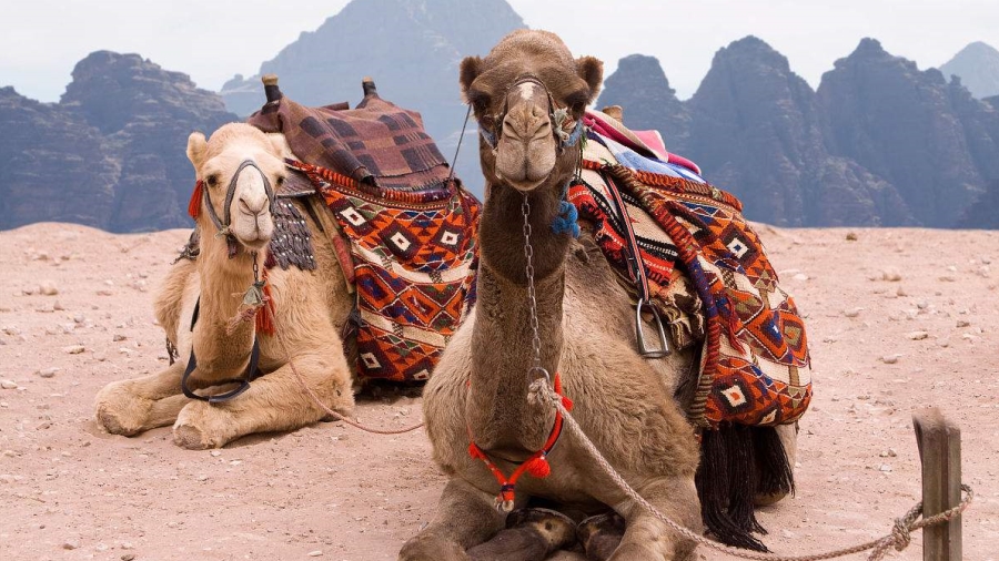 沙漠-用脚步丈量腾格里沙漠