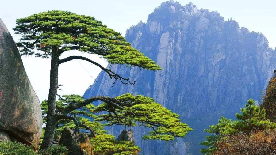 旅行-登黄山赏美竹领略徽式建筑之美